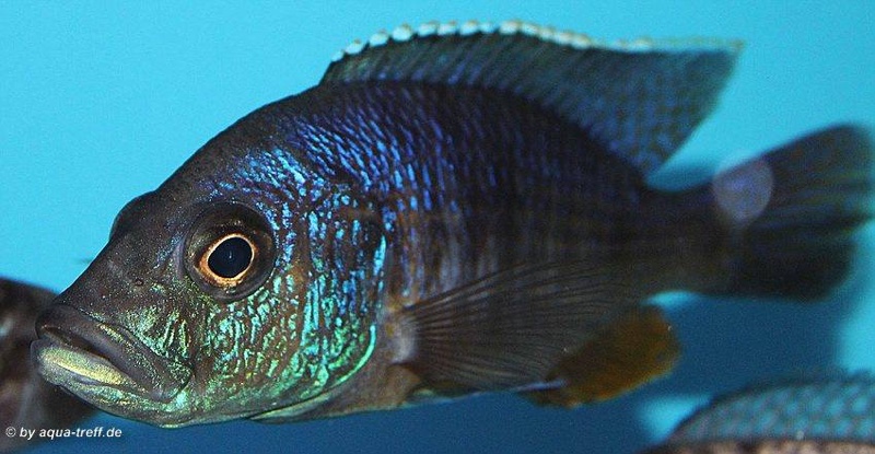 Stigmatochromis modestus 'Mbenji Island'